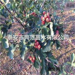 山楂樹苗價格與種植技術(shù)介紹及咨詢指南