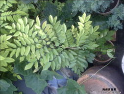 浩浩親手種植的海南黃花梨樹(shù)苗 苗木種植與技術(shù)咨詢