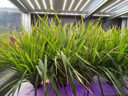 我國(guó)水稻技術(shù)取得重大突破 一年六割與苗木種植技術(shù)解析
