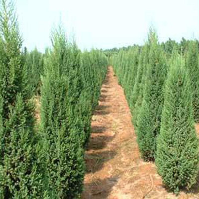 河南檜柏 規格齊全、價格優廉的大型苗木種植基地